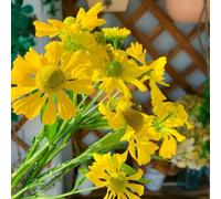 Helenium - per i luoghi soleggiati copertura del terreno giardino 450semi