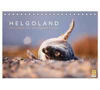 Helgoland - Das Leben auf der Düne Helgolands (Tischkalender 2026 DIN A5 quer), CALVENDO Monatskalender: Die Tier- und Naturwelt der Düne Helgolands festgehalten in wunderschönen Aufnahmen.