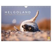 Helgoland - Das Leben auf der Düne Helgolands (Wandkalender 2026 DIN A4 quer), CALVENDO Monatskalender: Die Tier- und Naturwelt der Düne Helgolands festgehalten in wunderschönen Aufnahmen.