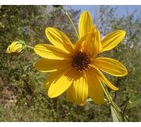 Helianthus pauciflorus | Girasole Appariscente | 20-Seeds