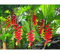 * Heliconia Rostrata * Claw Lobster * Falso Bird of Paradise * 5 Seeds RARE *