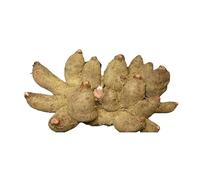 HELLOYOUNG 250g Tisana di taro essiccato biologico cinese a base di zampe di pollo Un buon tè un alimento verde ricco di sostanze nutritive Tè e tisane