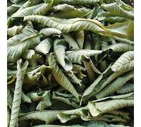 HELLOYOUNG Tisana alle foglie di guava biologica cinese Aroma delizioso senza additivi calma la mente (250g)