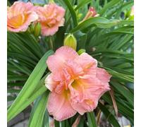 hemerocallis - biologici esterno Giardino Vecchie varietà 250semi