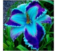 Hemerocallis bulbi,erbacee perenni,a fioritura primaverile,hemerocallis bulbi,resistenti,bulbi belli e sani,Daylily,hemerocallis(no semi,no bulbi,non artificiali)-15stück-M