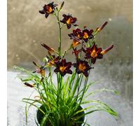 hemerocallis per l' di semi di primaverili, resistenti in vaso balcone recisi ornamentali per zone soleggiate Decorazioni autunnali un giardino 160semi