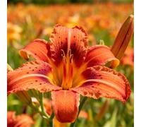 Hemerocallis per l'architettura paesaggistica del giardino/Perenne/Essenziale per bordure fiorite-10 PCS-G