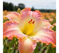 Hemerocallis per l'architettura paesaggistica del giardino/Perenne/Essenziale per bordure fiorite-4 PCS-C