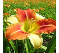 Hemerocallis per l'architettura paesaggistica del giardino/Perenne/Essenziale per bordure fiorite-4 PCS-J