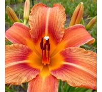 Hemerocallis per l'architettura paesaggistica del giardino/Perenne/Essenziale per bordure fiorite-6 PCS-H