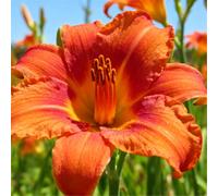 Hemerocallis per l'architettura paesaggistica del giardino/Perenne/Essenziale per bordure fiorite-6 PCS-F