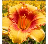 Hemerocallis per l'architettura paesaggistica del giardino/Perenne/Essenziale per bordure fiorite-8 PCS-I