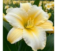 Hemerocallis per l'architettura paesaggistica del giardino/Perenne/Essenziale per bordure fiorite-8 PCS-B