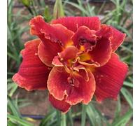 hemerocallis - raro decorative esotiche balcone interna Vecchie 50semi