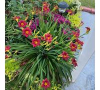 hemerocallis semi di per balcone Decorazioni autunnali per un giardino resistente l' di semi d'appartamento purificatrici d'aria 1000semi