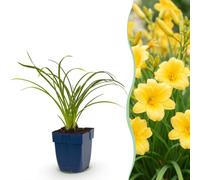 Hemerocallis Stella d'Oro - Giglio diurno - Attira api e farfalle - Giallo - 6 piante - 15-25cm - Ø11cm - Pianta da giardino