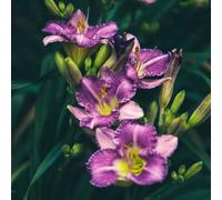 hemerocallis tappezzanti raro giardino resistenti in vaso 40semi
