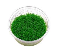 Hemianthus callitrichoides “Cuba” in Vitro - Pianta Tappezzante Facile per Acquario Dolce | Primo Piano (Singolo, 1, unità)