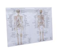 Hemobllo 1 PC Poster Anatomia Umana Manifesto di Dissezione Poster Anatomico Muscoli Scheletrici Tavole Murali Scientifiche Panno di Seta Didattico Decorazione Laboratorio
