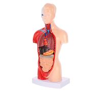 Hemobllo 1 set Modello Anatomia con Rimovibili Strumento Didattico per Scuole Ospedali e Laboratori per Insegnamento e Comprensione Dei Umani