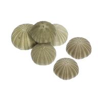 Hemobllo 6 Pezzi Riccio Mare Naturali Portapiante Sospeso per Piante Aeree Decorazione Unica per e Decorativo per e Foto
