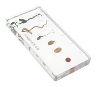 Hemobllo Esempio di Crescita delle Arachidi per Insegnamento Biologia Campione Dettagliato di Germinazione Supporto Didattico per Scuole Laboratori e Università Modello Educativo