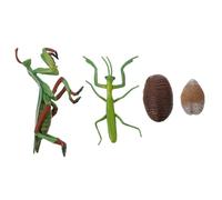 Hemobllo Figura Del Ciclo Di Vita Della Mantide Set Educativo Per Ragazzo Ragazza Riproduzione Realistica Insetto Gioco Interattivo Apprendimento Precoce