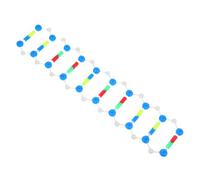 Hemobllo Kit di Biologia Doppia Dna per Studenti Scuola e Laboratori Didattici Supporto Visivo per Insegnamento Genetica e Apprendimento Scientifico Interattivo