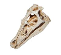 Hemobllo Modello di Teschio di Dinosauro in Resina Bianco, Accessorio Realistico per Tavolo e Casa, Decorazione per Feste di Dinosauri e Collezione per Scienziati In