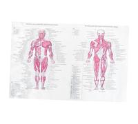Hemobllo Poster Di Anatomia Dell'apparato Scheletrico 40x60cm Poster Decorativo Di Scheletro Umano in Carta Kraft Laboratorio e Ufficio Caratteri Chiari Per Apprendimento Medico