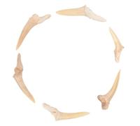 Hemobllo Set Da 6 Collane Ciondolo a Dente Di Squalo Naturale Per Bambini, Decorazione Per Collo Reale, Ciondoli Fossili Semi Completi, Per Gioielli Fai Da Te e Insegnamento Biologico