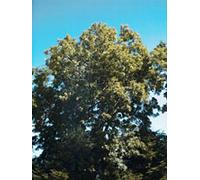 MSA FRAXINUS EXCELS 50ML