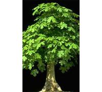 Herboplanet MSA ACER CAMPESTRE 50 ML
