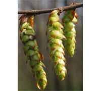 MSA CARPINUS BETULUS 50ML