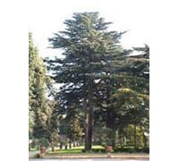 Herboplanet MSA CEDRUS LIBANI 50 ML