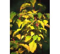 Herboplanet MSA CORNUS SANGUINEA 50 ML