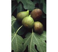 Msa Ficus Carica 50Ml 50 ml Gocce orali