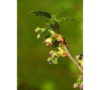 HERBOPLANET Ribes Nigrum M.S.A. 50 ml - integratore antinfiammatorio
