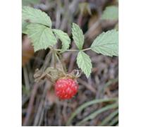 Herboplanet MSA RUBUS IDAEUS 50 ML