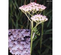 Herboplanet TSA ACHILLEA MILLEFOGLIE 50 ML