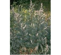 TSA ARTEMISIA VULGARIS 50ML