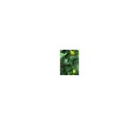 MSA CITRUS LIMONUM 50ML