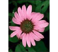 Herboplanet TSA ECHINACEA ANGUSTIFOLIA50 ML