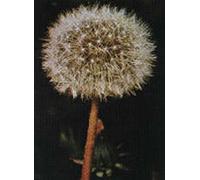 Herboplanet TSA TARAXACUN OFFICINALIS 50 ML