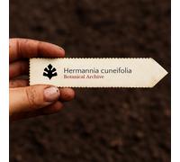 Hermannia cuneifolia SEEDS - - SEMI Campanelle dolci | Hermannia a foglie cunea