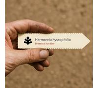 Hermannia hyssopifolia SEEDS - - SEMI Campanelle del Capo | Campanelle dolci