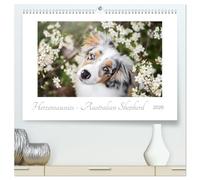 Herzensaussies - Australian Shepherd (hochwertiger Premium Wandkalender 2026 DIN A2 quer), Kunstdruck in Hochglanz: Aussies- fotografiert von Madlen Kudla