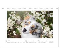 Herzensaussies - Australian Shepherd (Tischkalender 2026 DIN A5 quer), CALVENDO Monatskalender: Aussies- fotografiert von Madlen Kudla