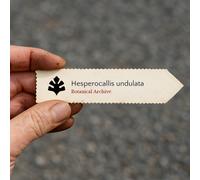Hesperocallis undulata SEEDS - - SEMI Giglio del deserto | Giglio ajo