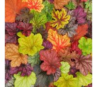 heuchera balcone vecchie varietà in vaso resistenti rare 450semi